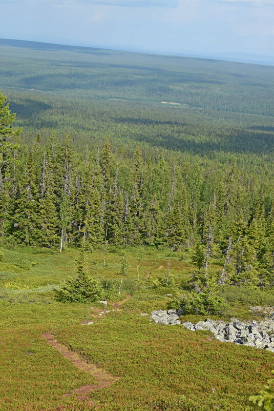 Скоро лес. - ВикТор Быстров