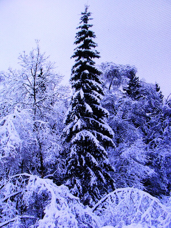 Лесная красавица - Людмила Смородинская
