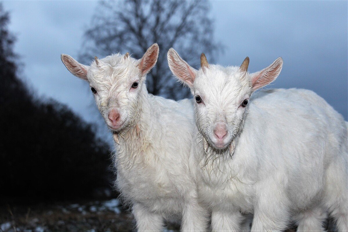 Двое из ларца одинаковы с лица - Лариса С.