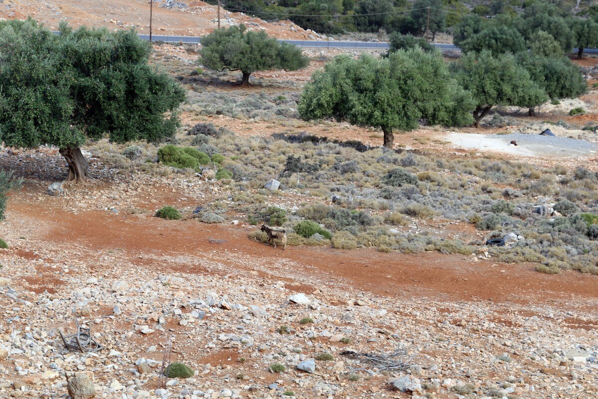 Оливковая роща - Ольга 