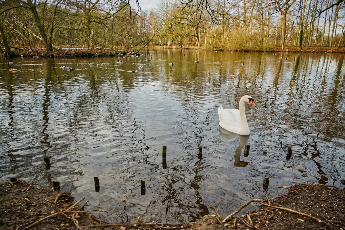 Пруд - Jakob Dick