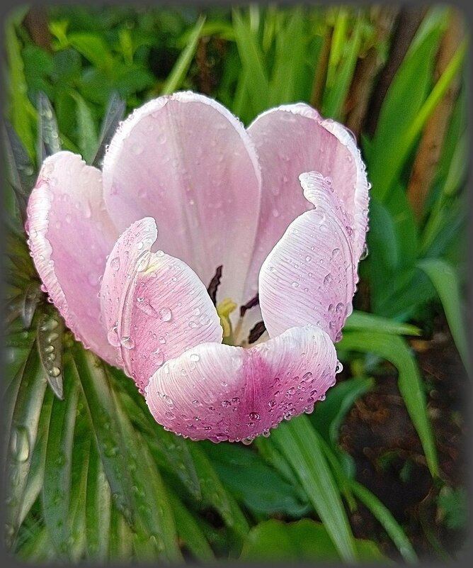 Нежный тюльпан в каплях дождя - Наталья ***