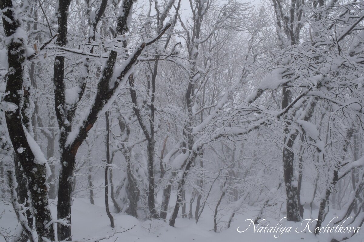 Природа Крыма - Amazing Cosmea