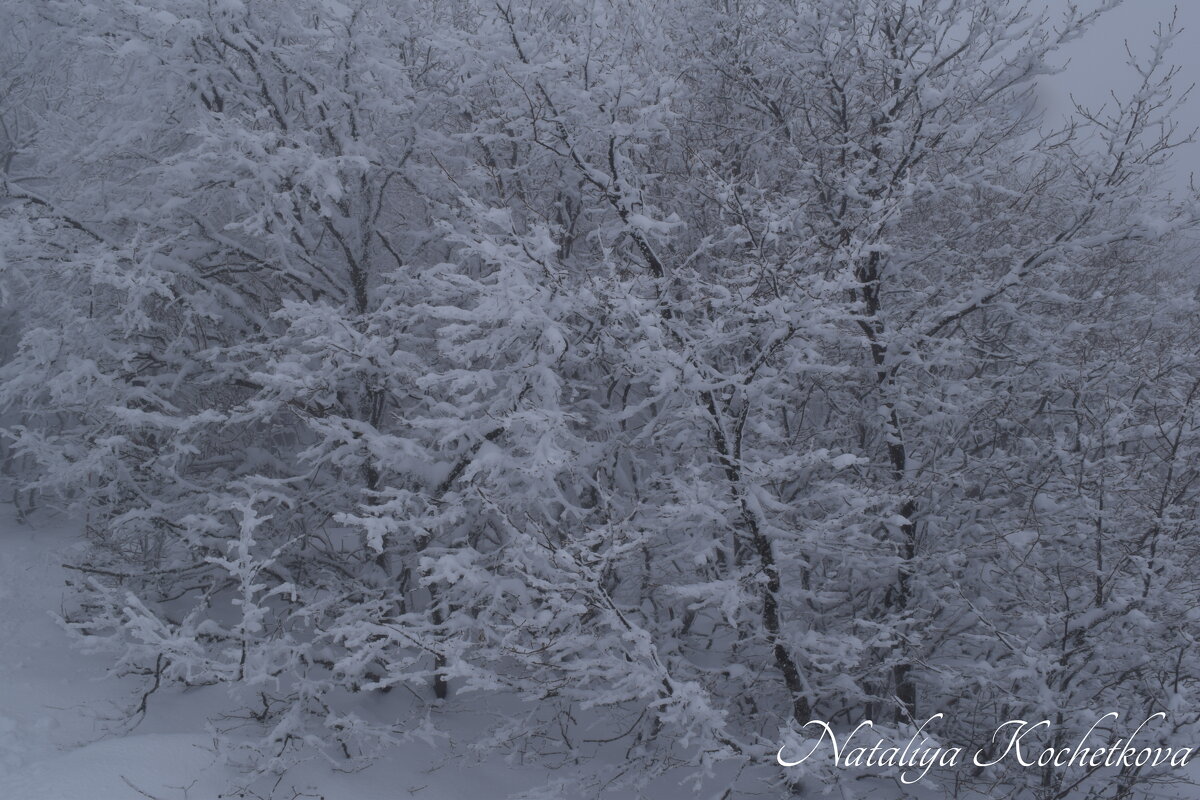 Природа Крыма - Amazing Cosmea