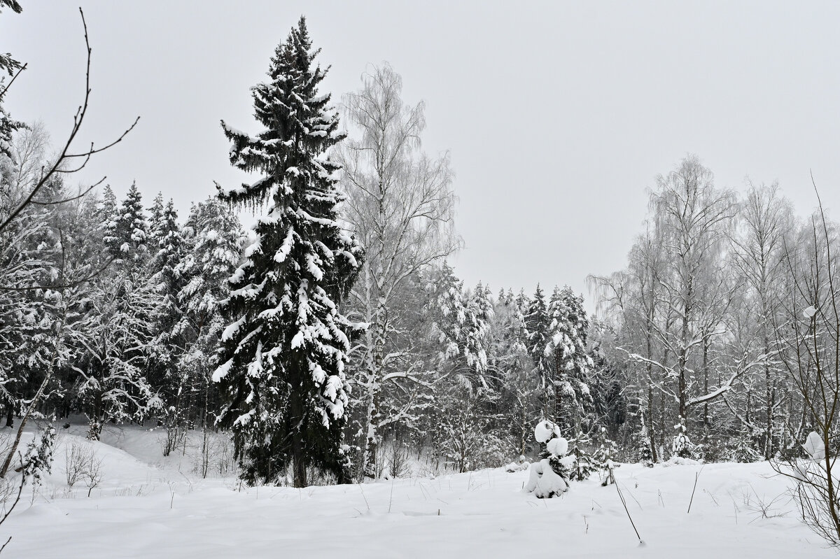 Подмосковье сегодня - Вадим 