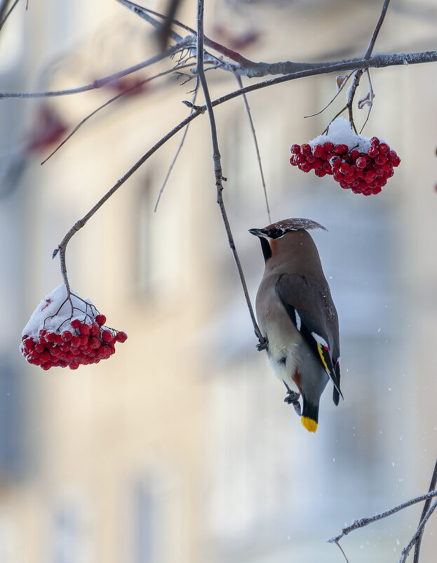 В морозный день. - Вадим Басов