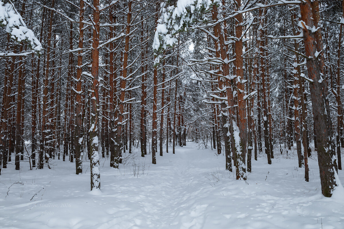 Зима в сосновом бору - Александр Синдерёв