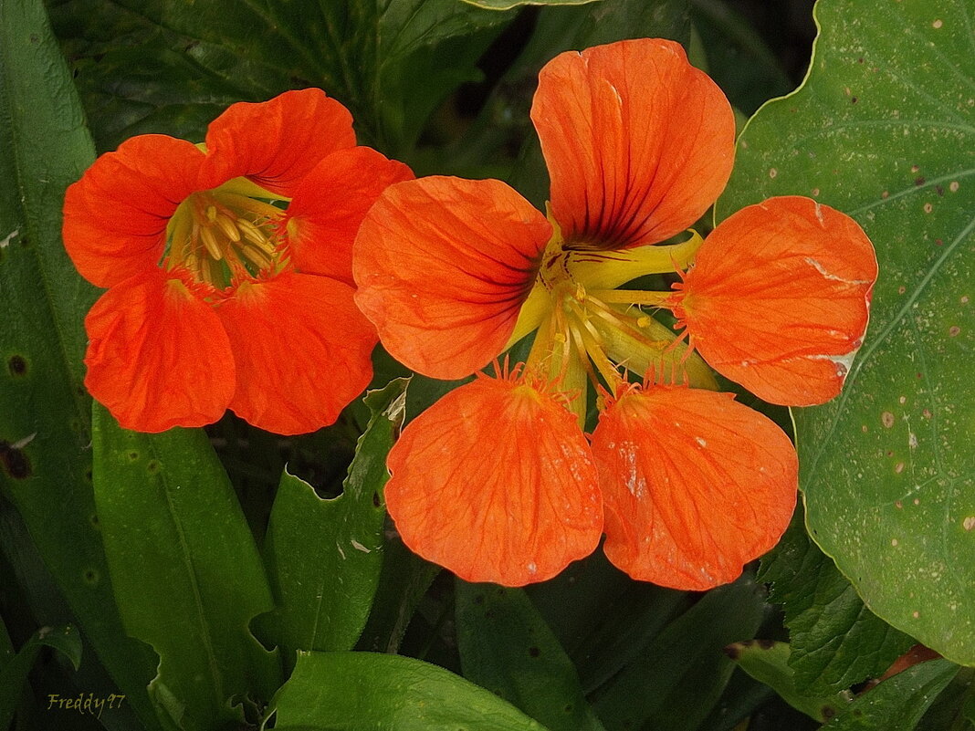 Настурция - Freddy 97