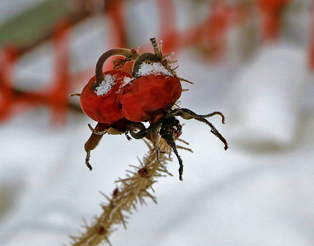 Шиповник в январе - Светлана 