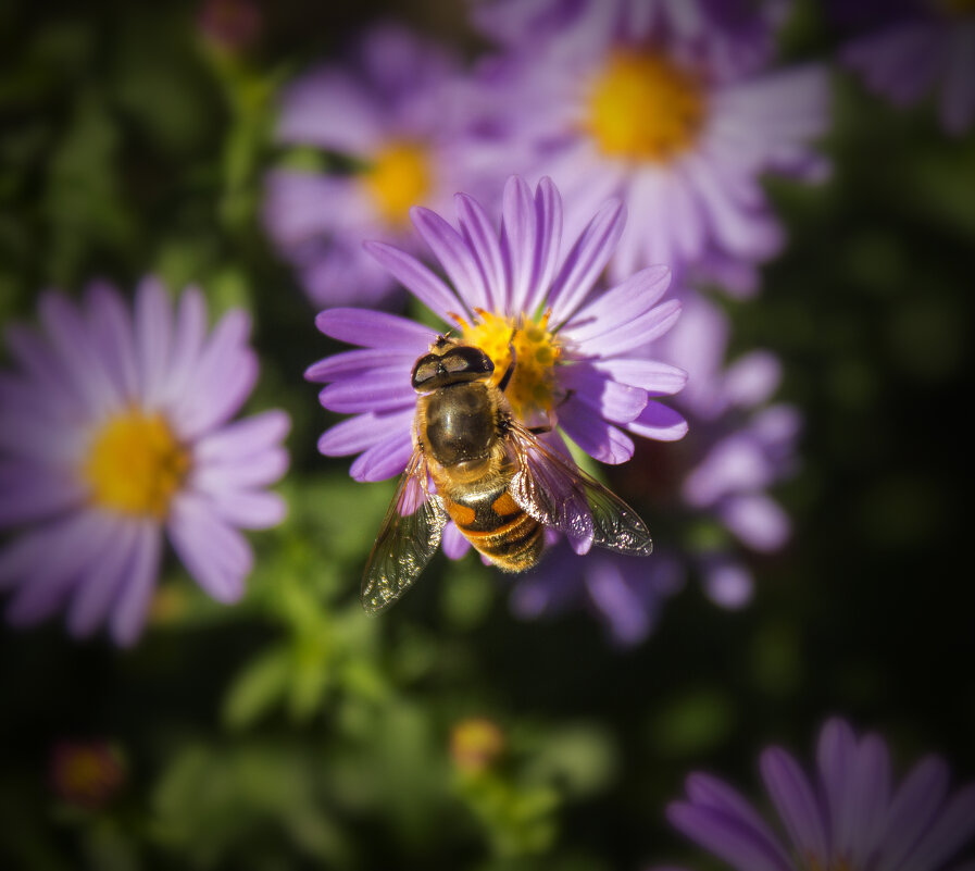 *** - Александр. AVG100 ---