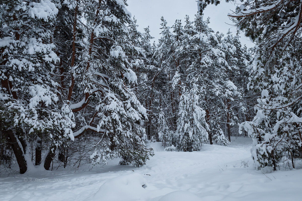 Снежная зима - Александр Синдерёв