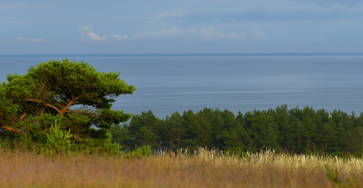 Куршская коса. - Константин 