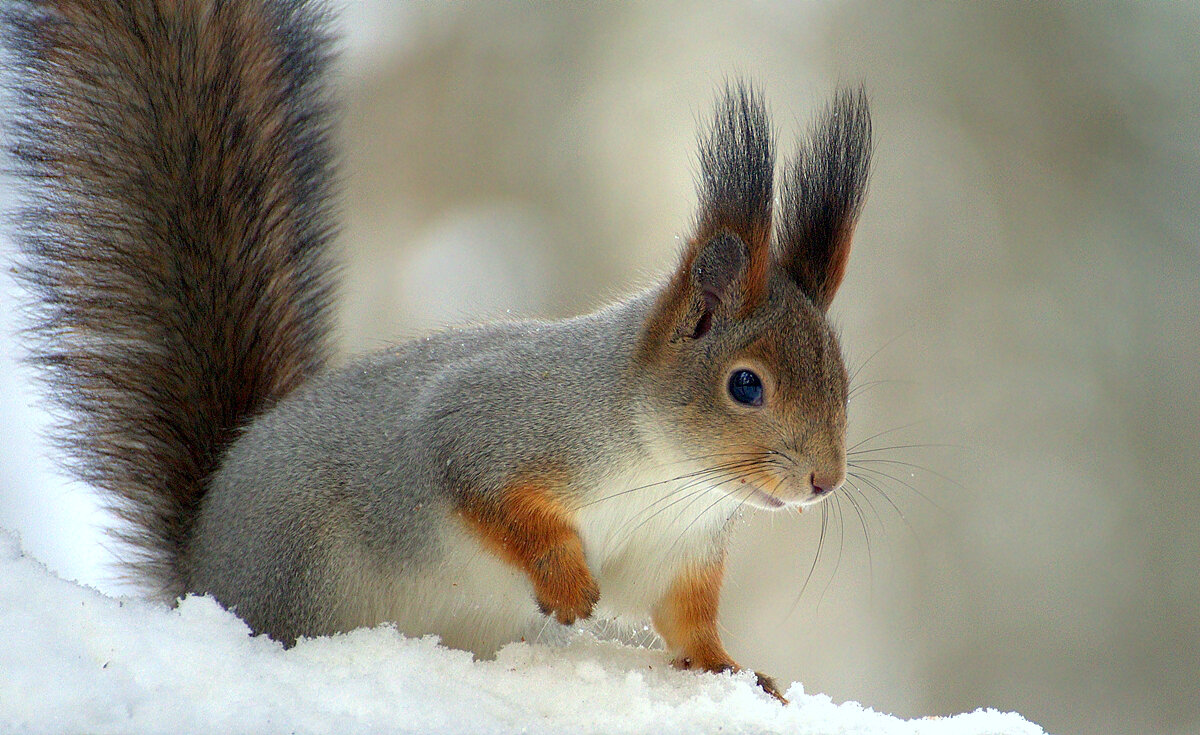 ... - Вячеслав Минаев