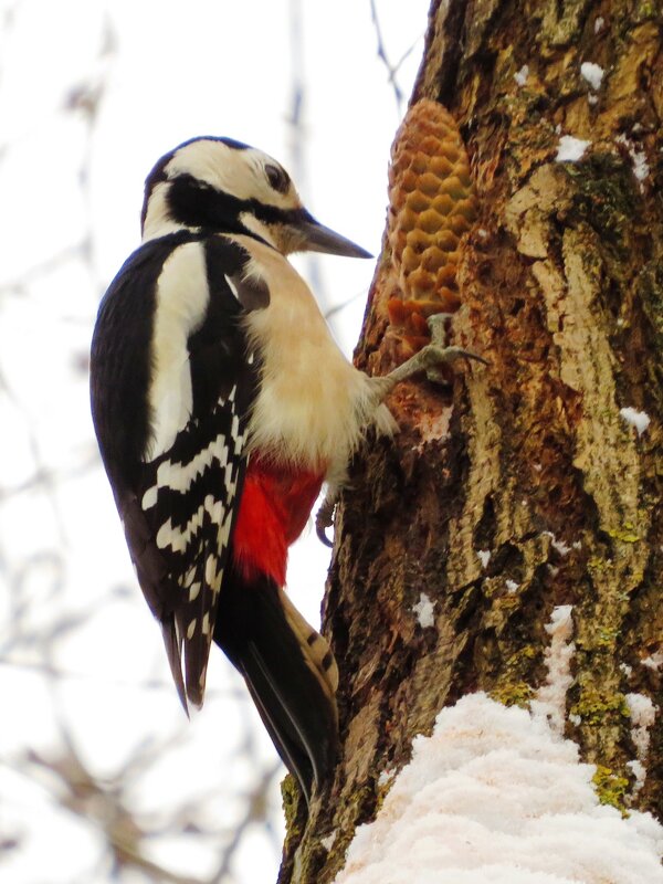 Обрабатывает шишку - Андрей Снегерёв