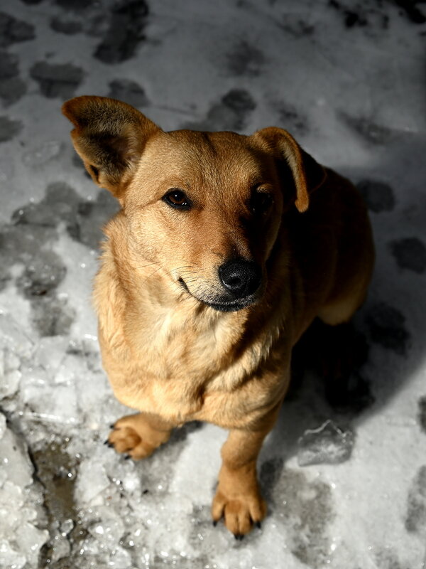 ласковый взгляд - Aleksandr 