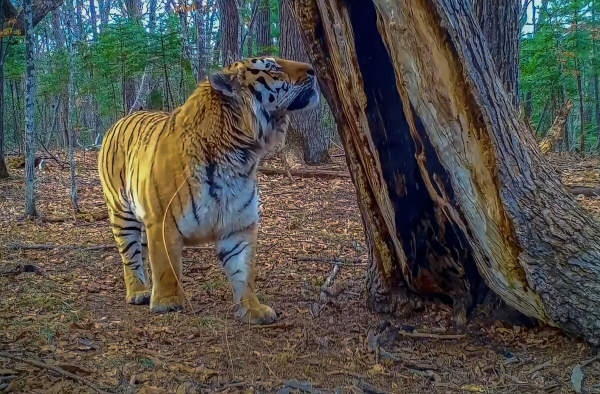 Амурский тигр - Aleksey Afonin