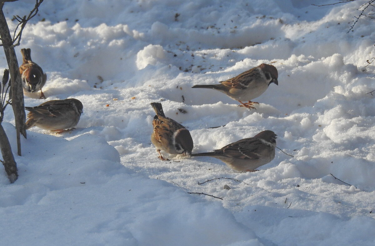 в саду зимой - ИННА ПОРОХОВА