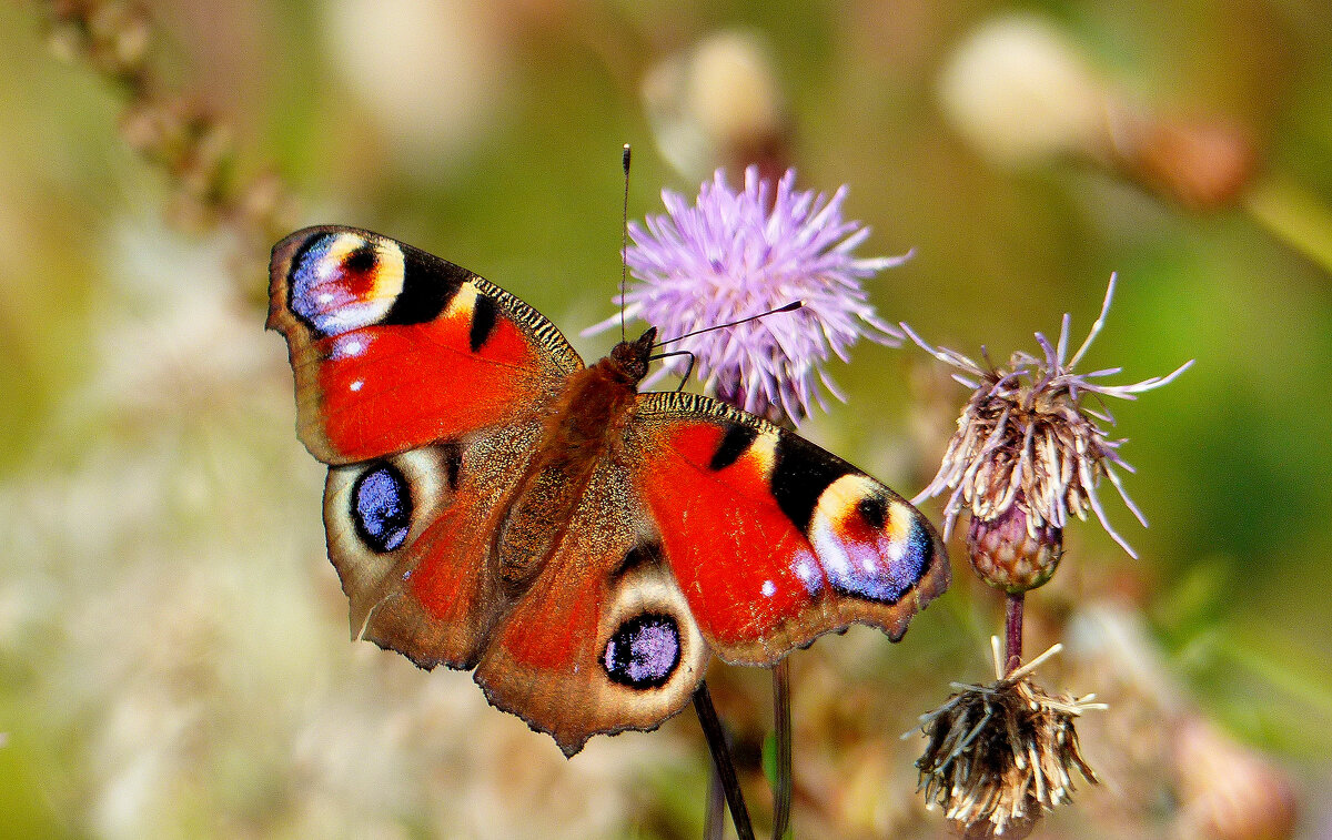 опять про бабочек...345 - Александр Прокудин