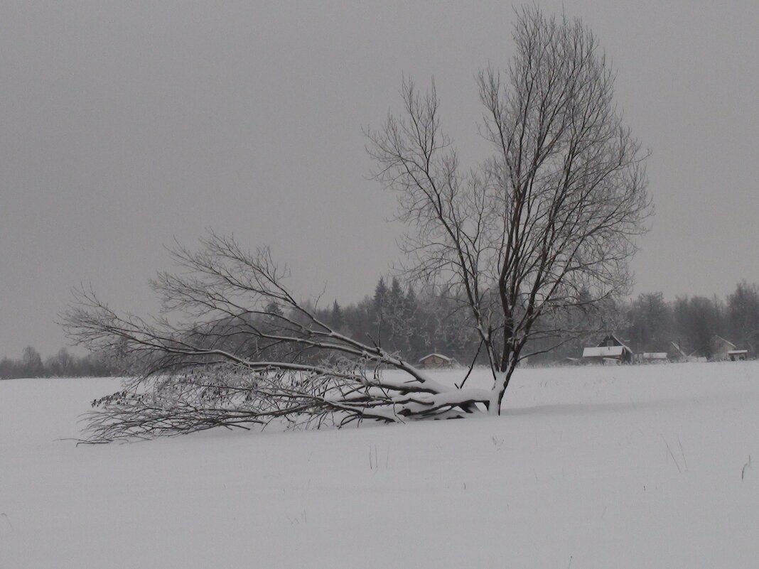 без названия - fogmeadowww m