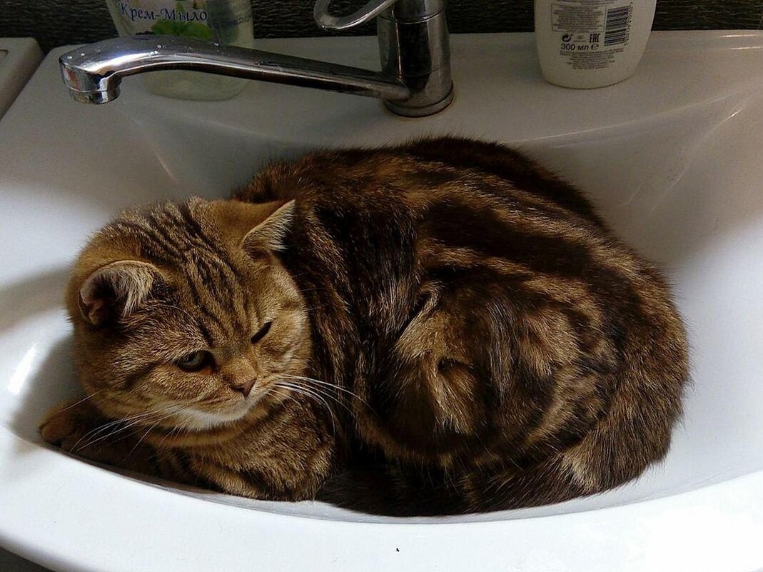 Нашел себе спальное место - Наталья ***