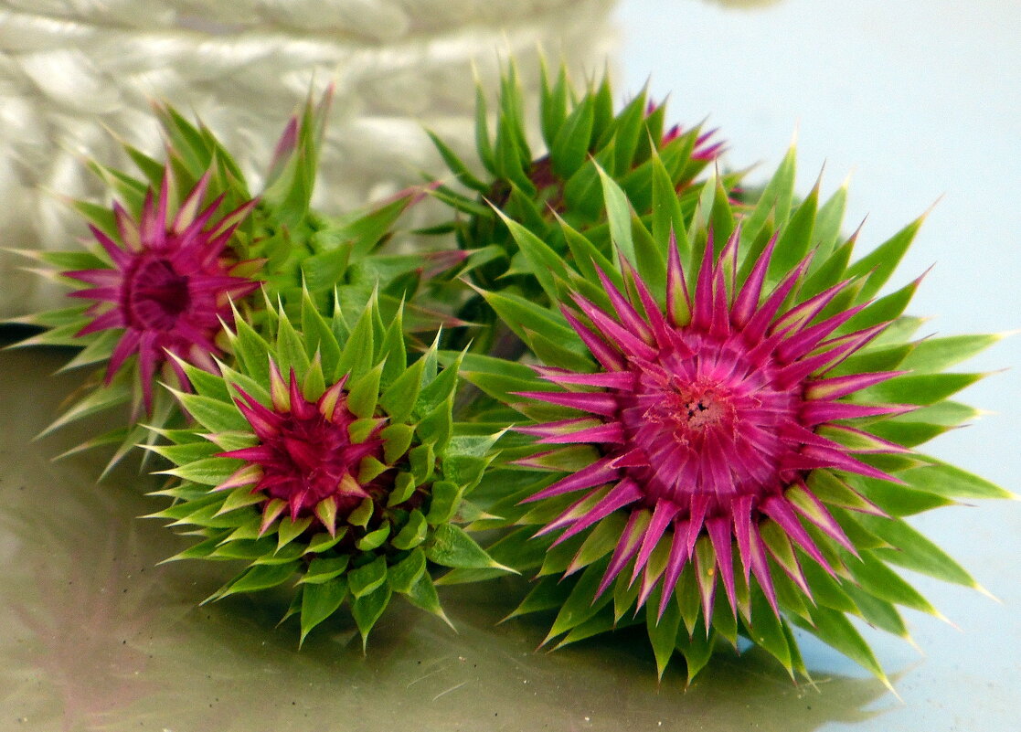 Колючки. - nadyasilyuk Вознюк Колючки. - nadyasilyuk Вознюк