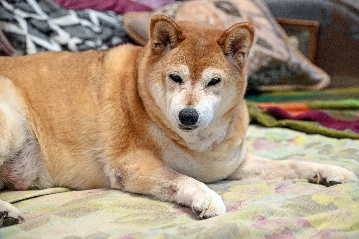 Пора на прогулку - Валерий Иванович