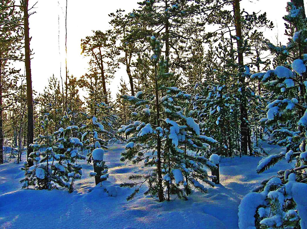 Январь...Морозное утро в тайге! - Владимир 