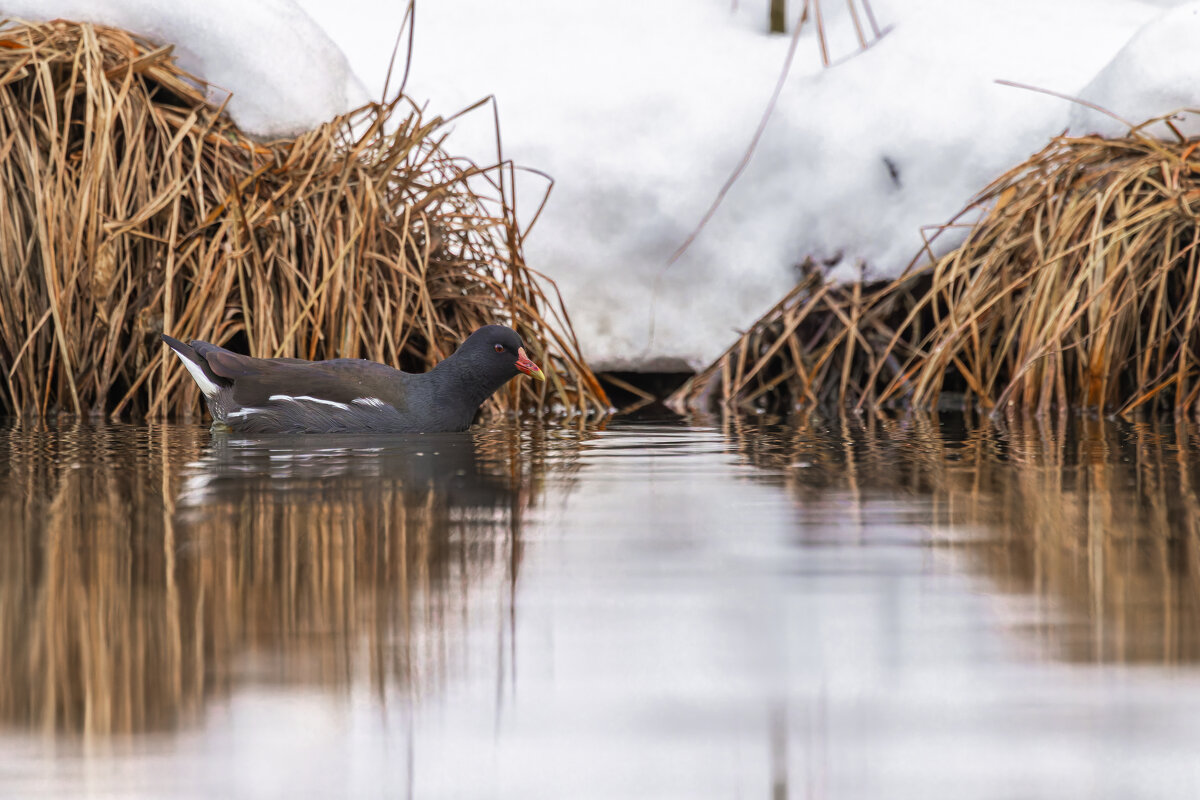 камышница - юрий макаров