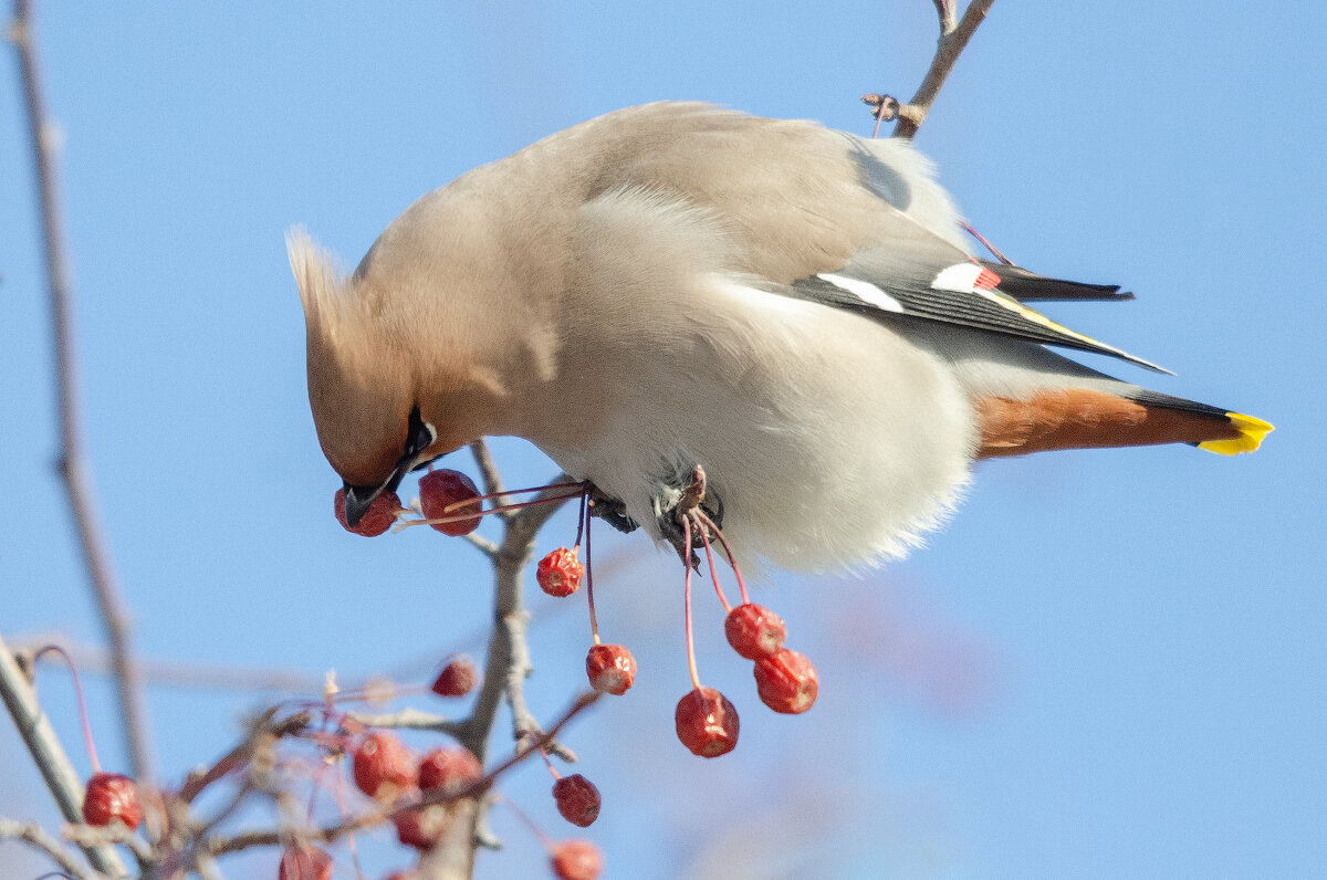 Свиристель - Виктор Иванович Чернюк Свиристель - Виктор Иванович Чернюк