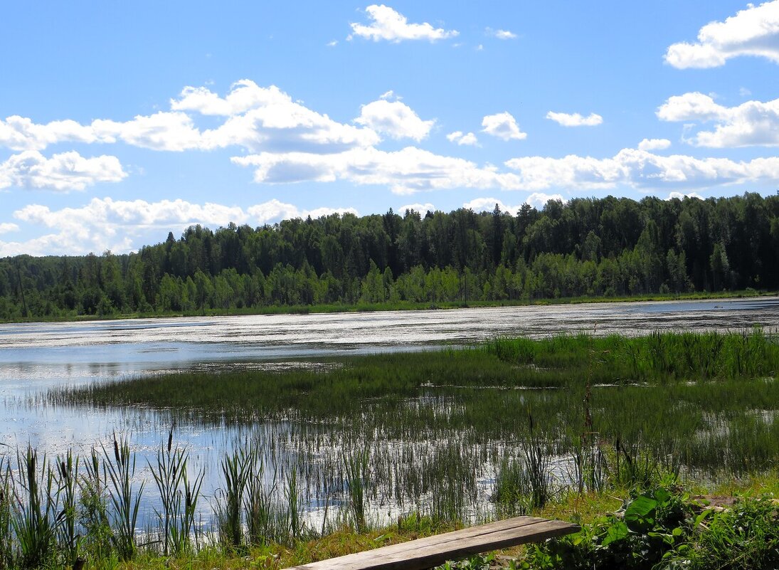 Дворцовский пруд - Лариса С.