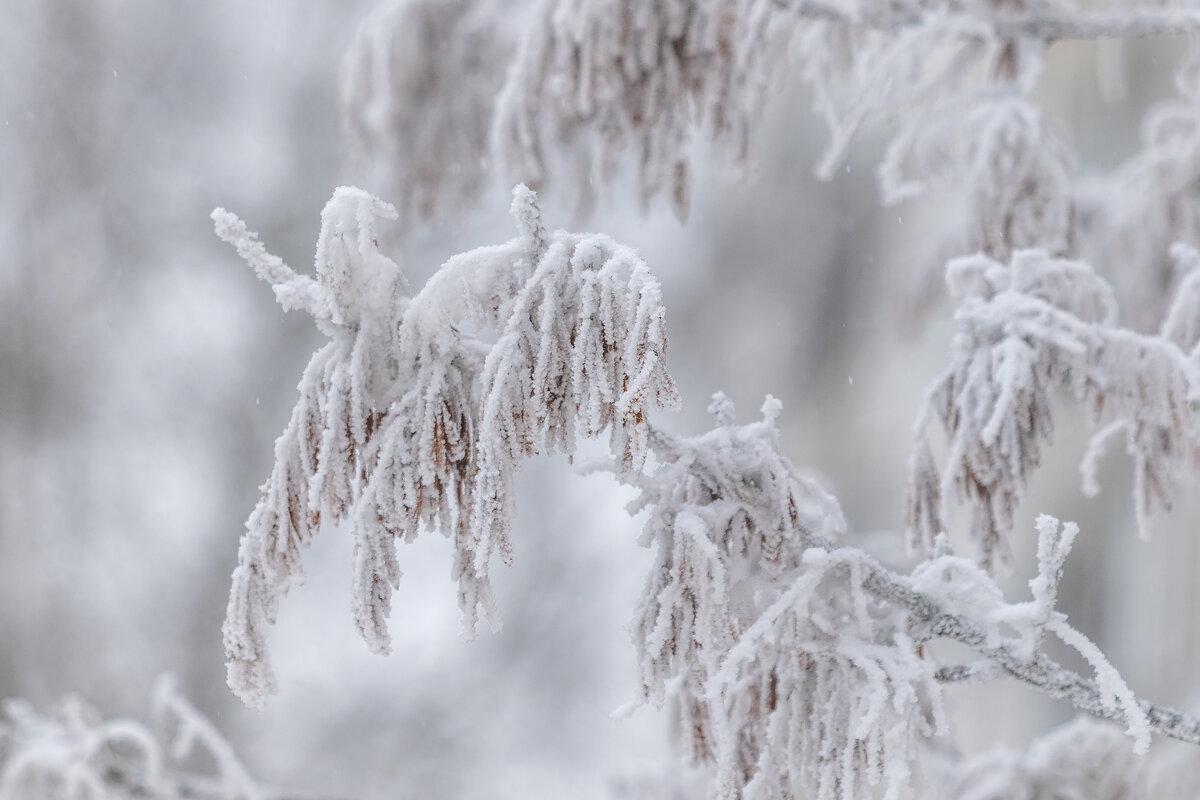 Белым бело. - Анатолий. Chesnavik.