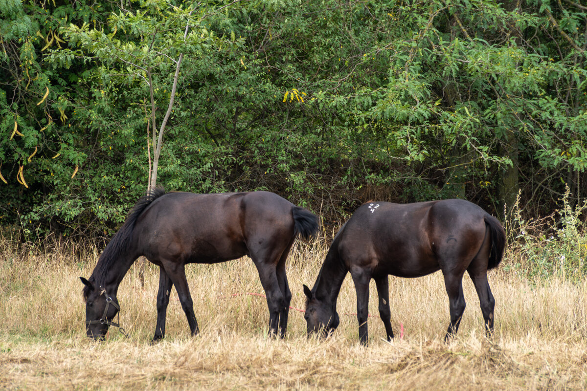 Лошадки - Игорь Сикорский Лошадки - Игорь Сикорский