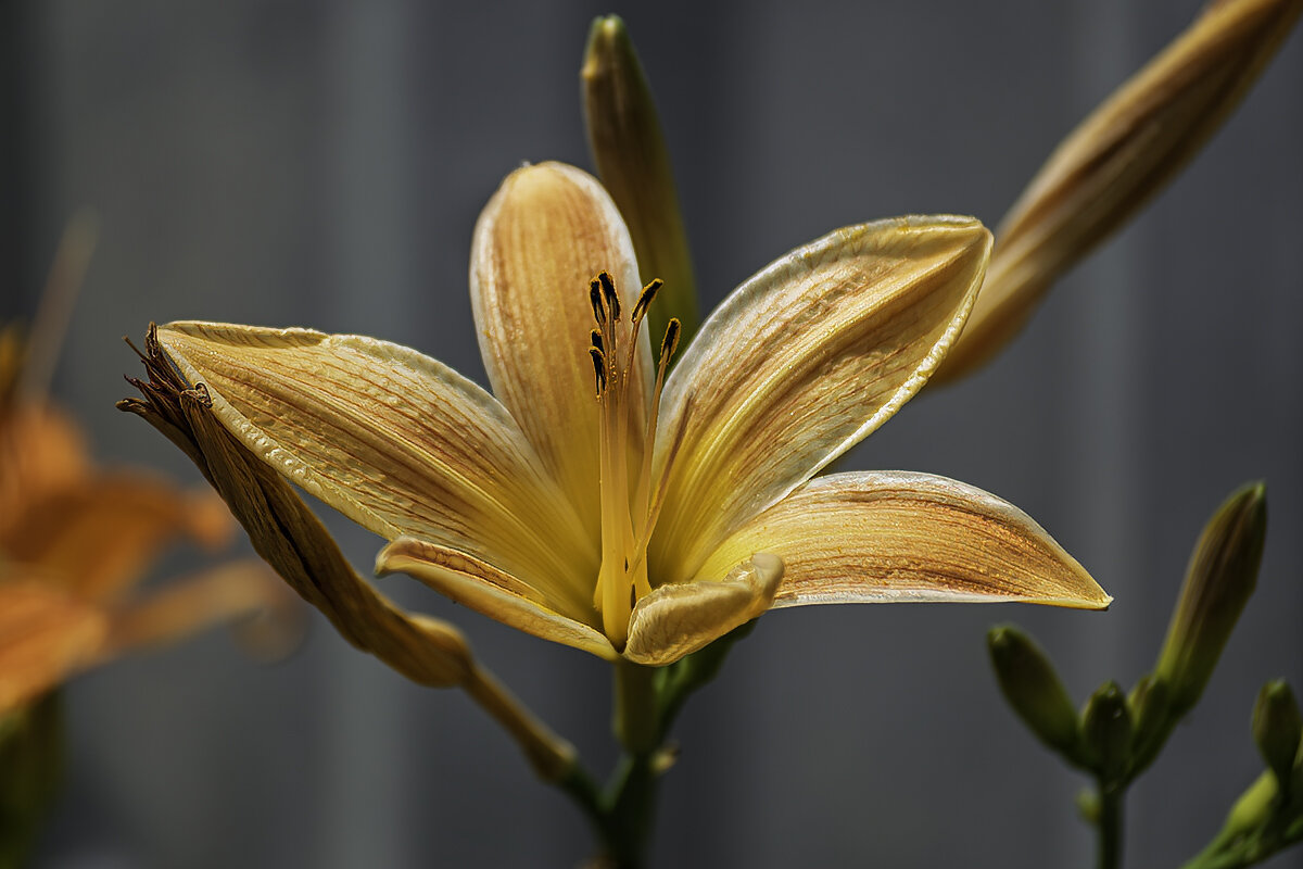 Лилейник - Игорь Сикорский Лилейник - Игорь Сикорский