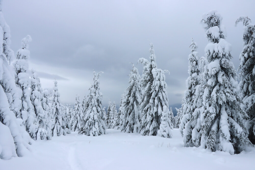 В лесу родились ёлочки... - Галина Ильясова В лесу родились ёлочки... - Галина Ильясова