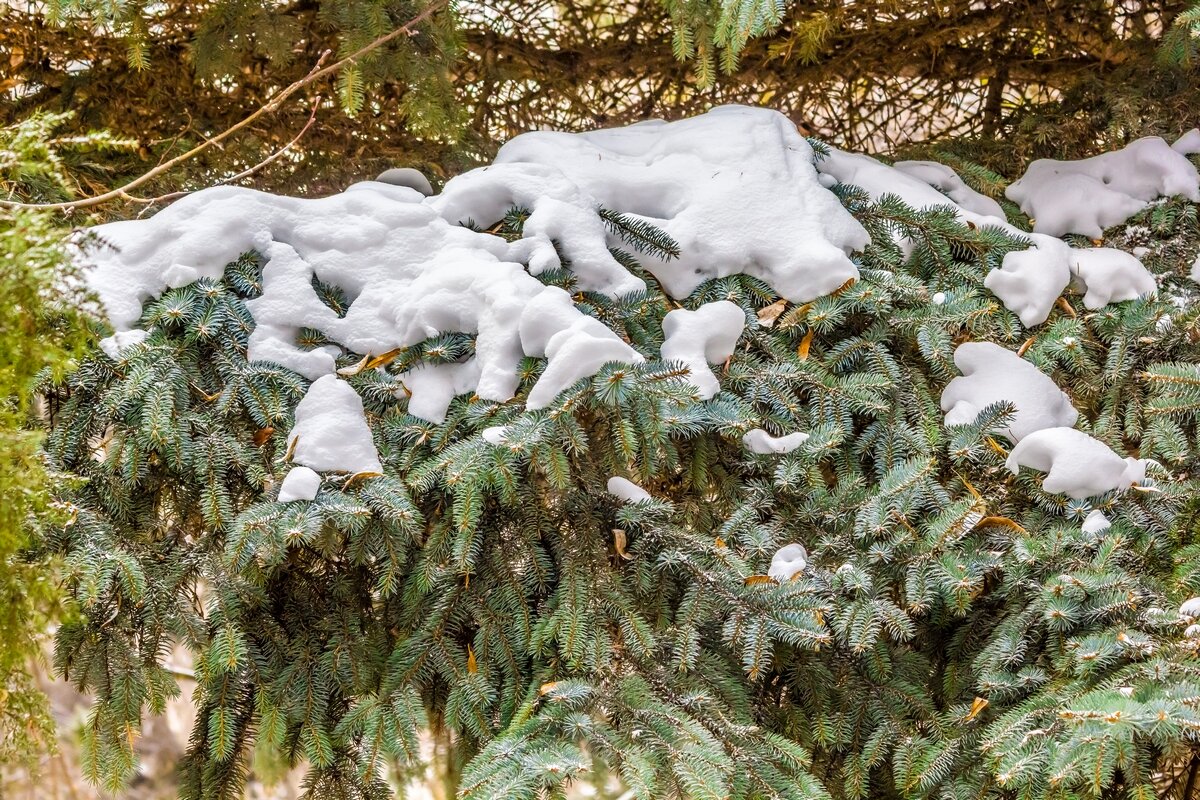 Зимнее настроение  ... - Ravile 