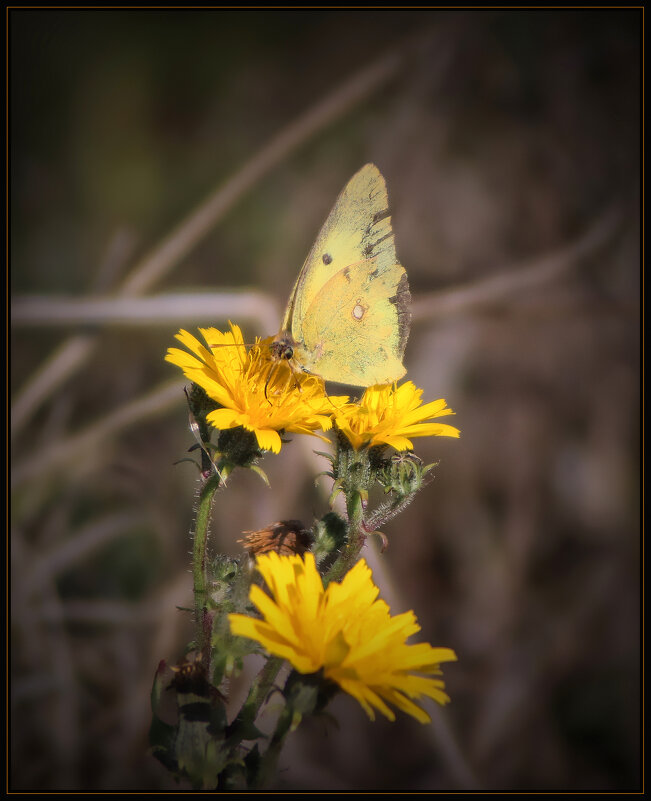 *** - Александр. AVG100 --- *** - Александр. AVG100 ---