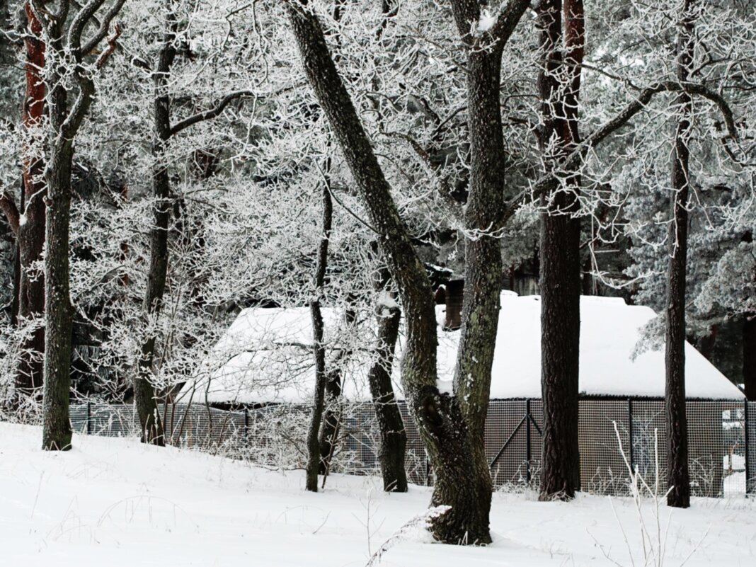 Заснеженность в парке - Aida10 Заснеженность в парке - Aida10