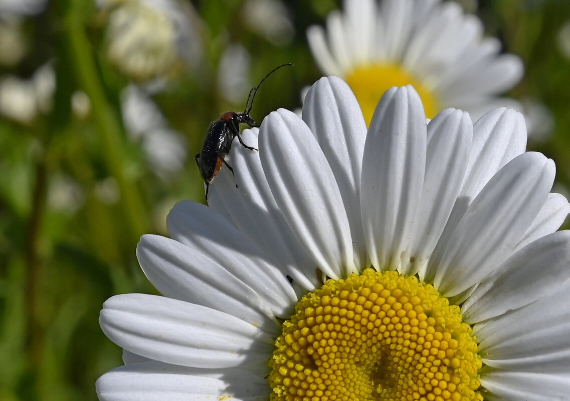 ромашка - Aleksandr ромашка - Aleksandr