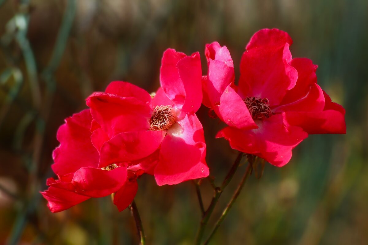 Цветы ушедшего лета - Юрий. Шмаков Цветы ушедшего лета - Юрий. Шмаков