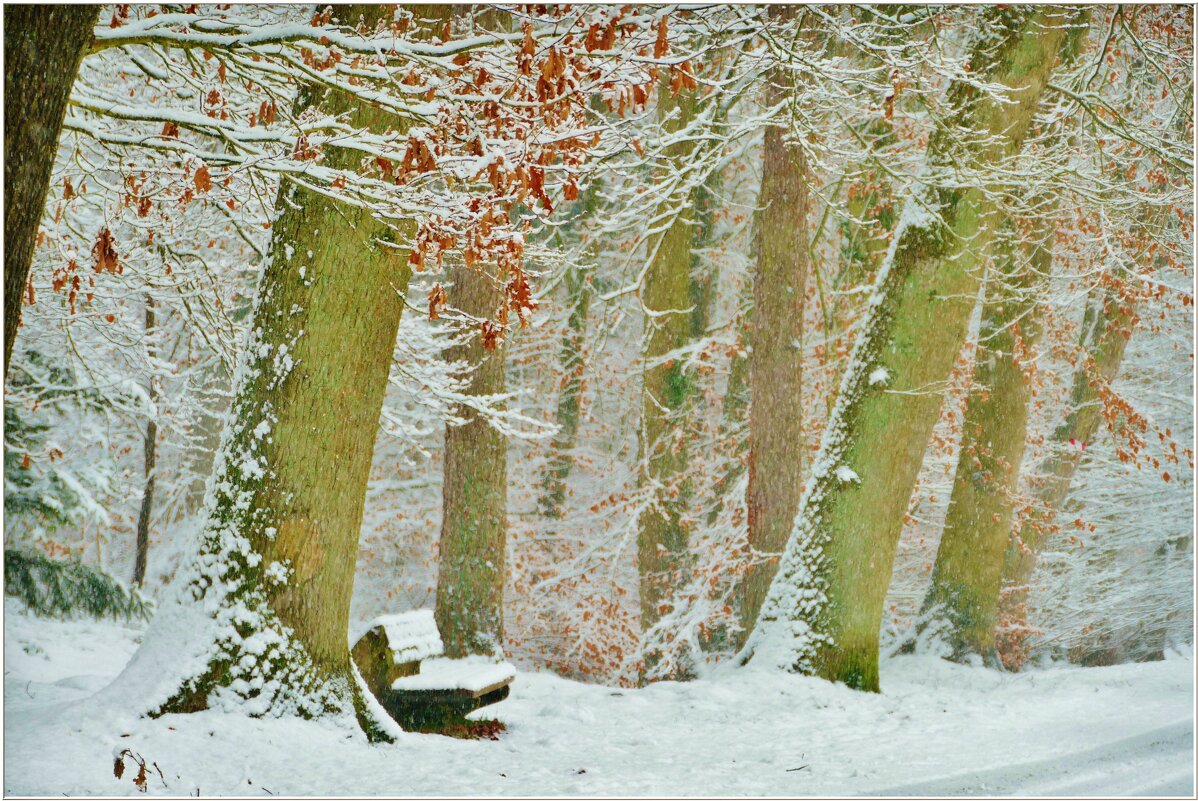 В ЛЕСУ... - Elvira E. 