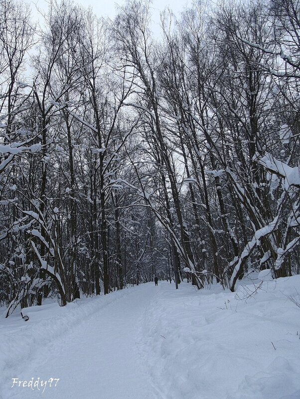 Зима - Freddy 97