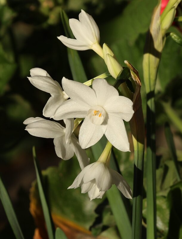 Нарциссы ноября - Светлана Тихонина