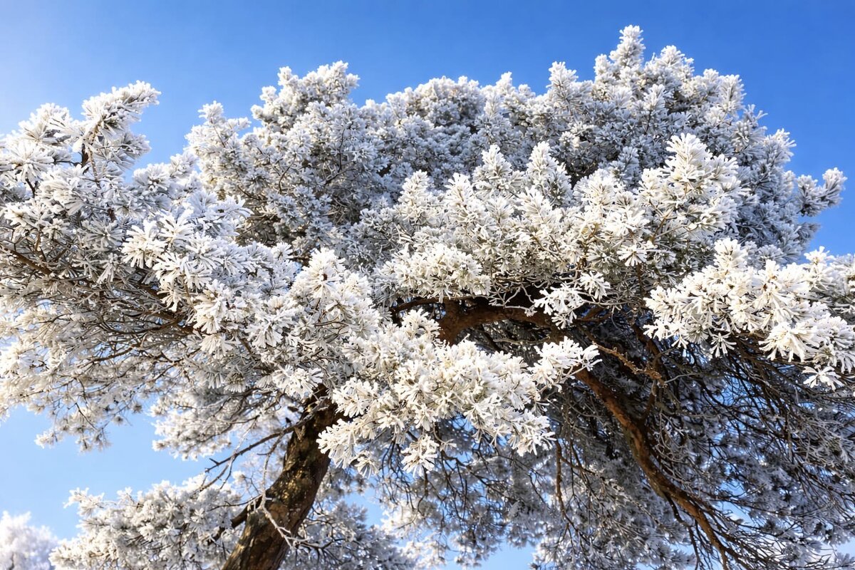 Зима - Aлёна 