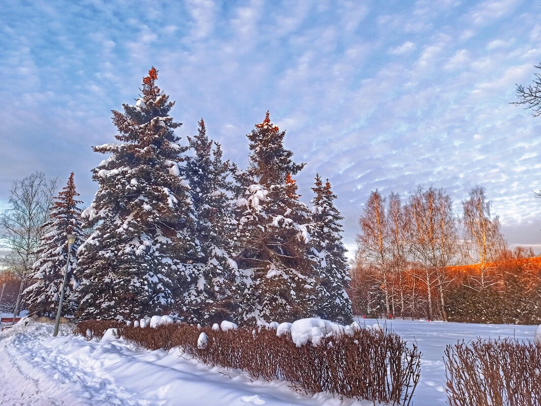 Из прогулки в зимний солнечный день - svk *