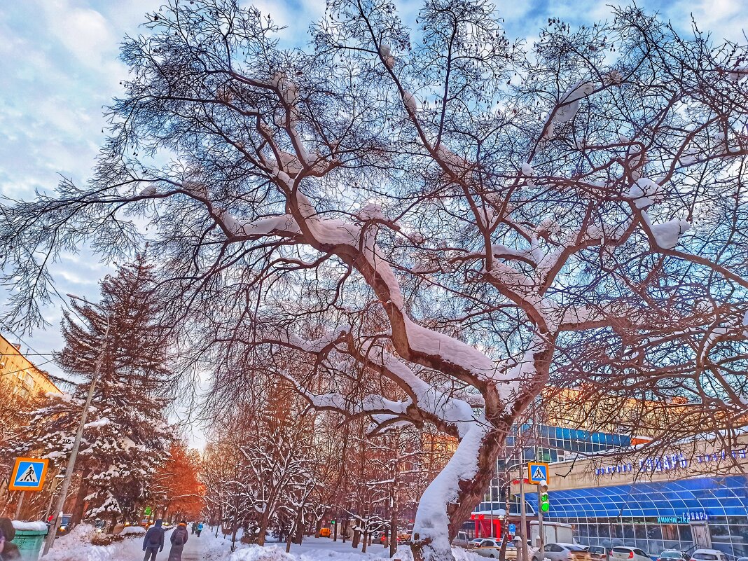 Из прогулки в зимний солнечный день - svk *