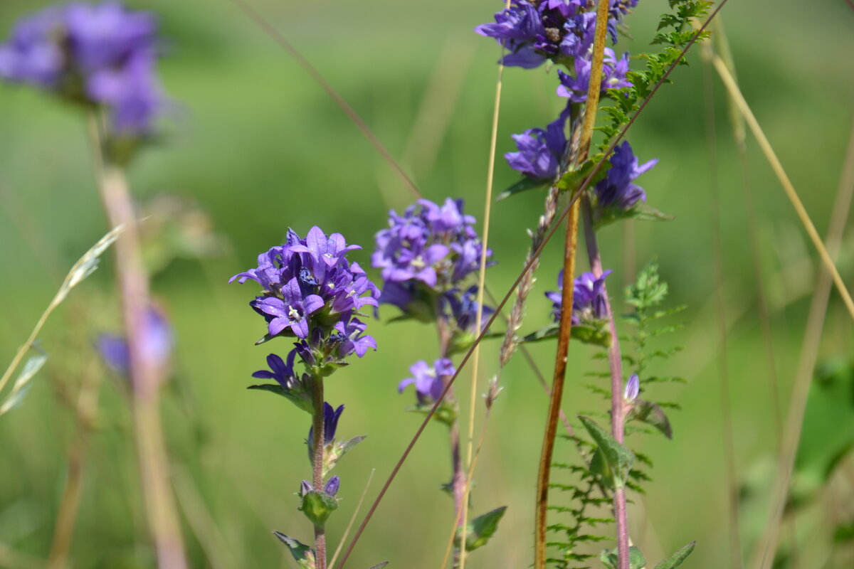Просто полевые цветы - Prizrak 777 Просто полевые цветы - Prizrak 777