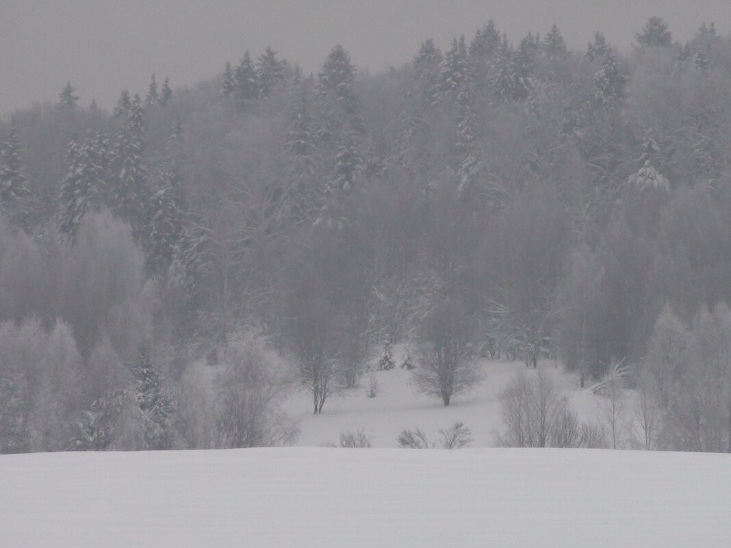 Заснеженный лес - fogmeadowww m