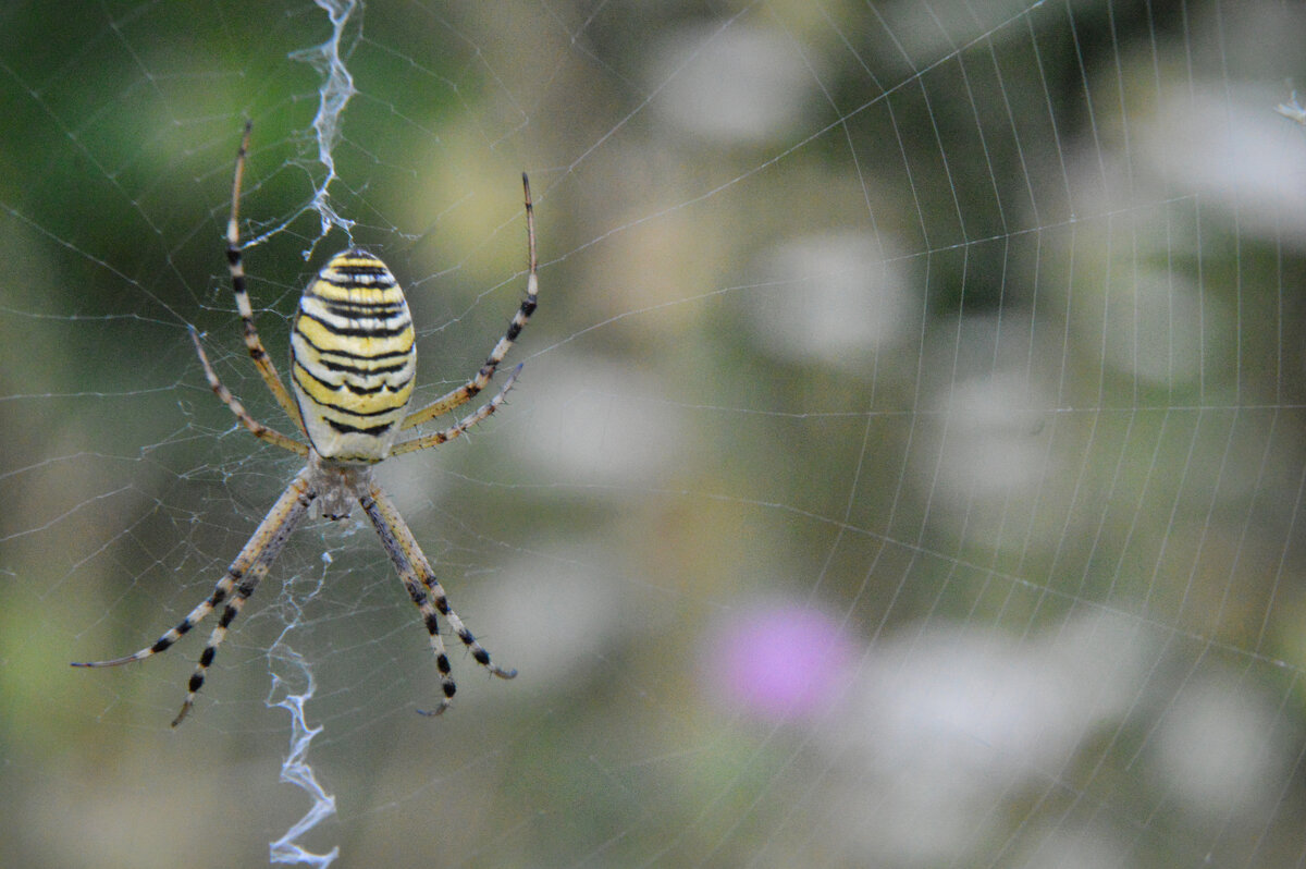 *** - Надежда Куркина 