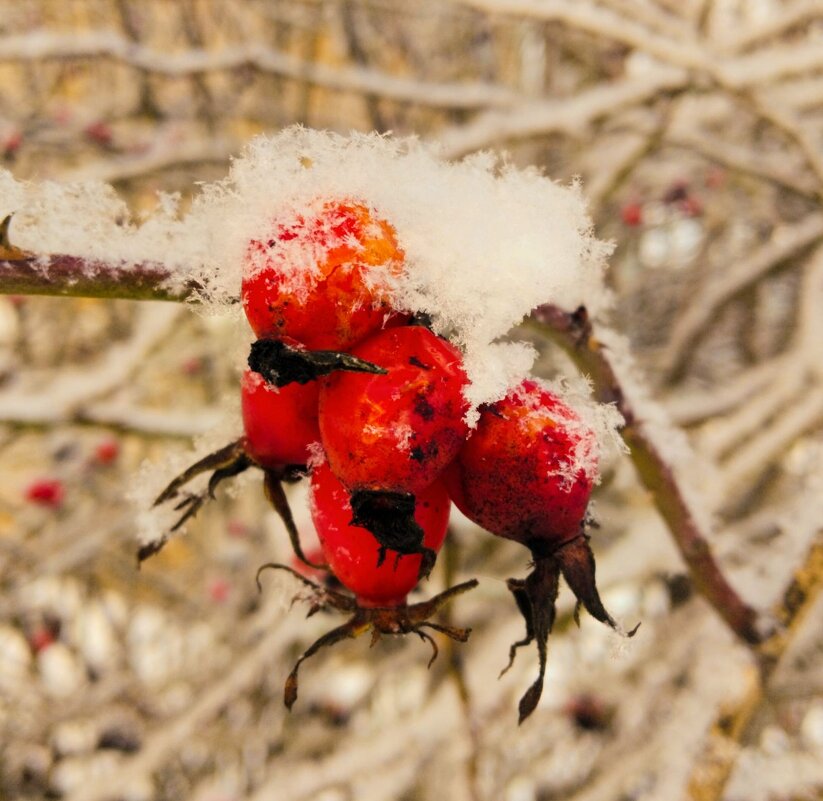 Зимний этюд - Галина Бобкина