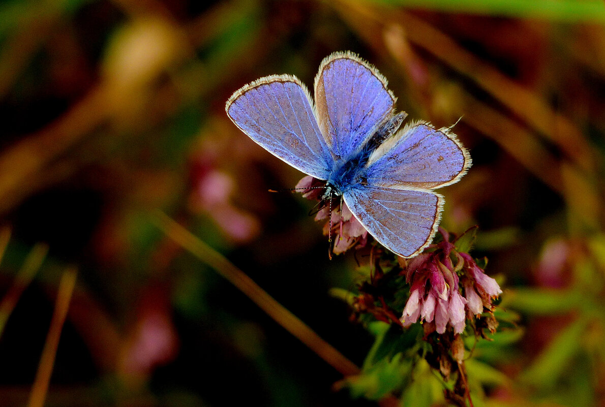 опять про бабочек...348 - Александр Прокудин опять про бабочек...348 - Александр Прокудин